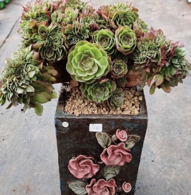 春天多肉法师怎么养?记住"4字"口诀,变成老桩棒棒糖