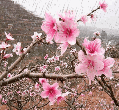 春雨贵如油 七绝 早晨喜雨(新韵 文/吕秉强 春旱寻墒地里刨,农人日