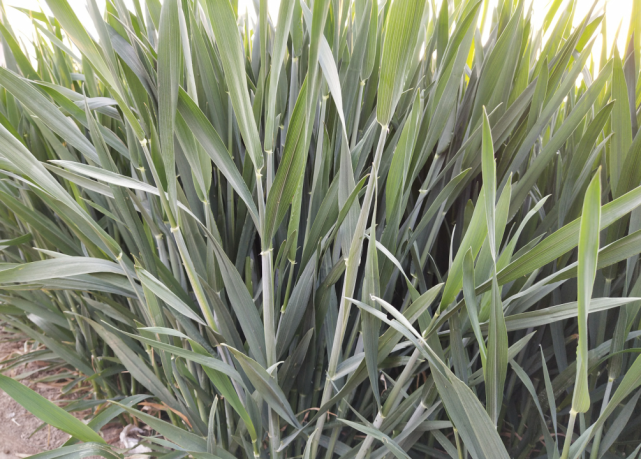 如何防治小麦黄萎病