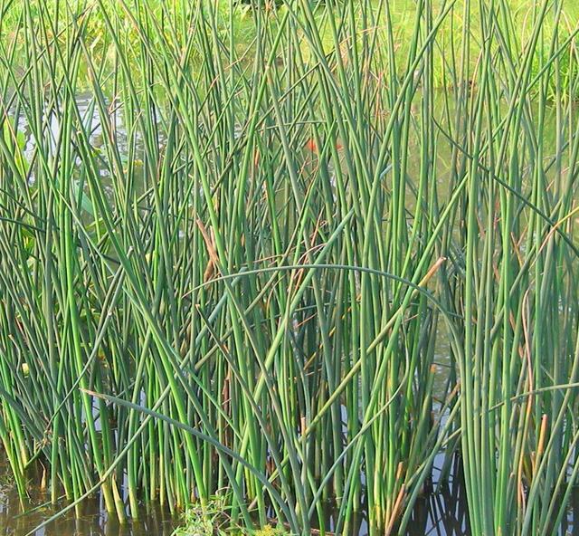 农村河里一种野草,常常被误解成"大葱",你知道是什么吗?