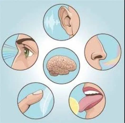 人体的许多感觉器官都是神经系统的组成部分.