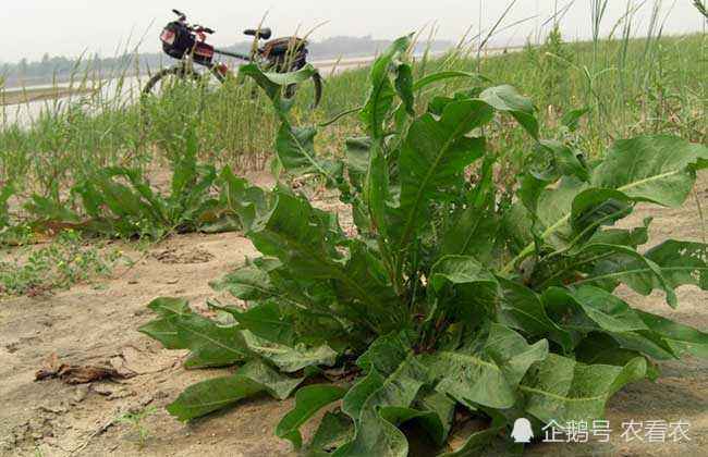 曾是农田一害草 如今成高级野菜 味道酸酸很爽口 腾讯新闻