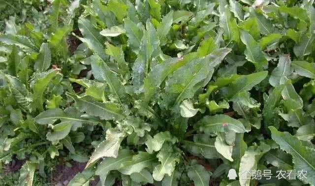 曾是农田一害草 如今成高级野菜 味道酸酸很爽口 腾讯新闻
