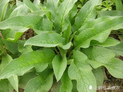 名字很霸气,花也很美,引进我国后,却成优质猪饲料