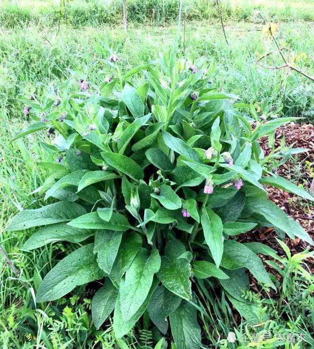 名字很霸气,花也很美,引进我国后,却成优质猪饲料