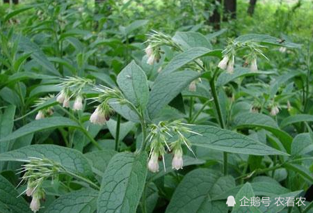 名字很霸气 花也很美 引进我国后 却成优质猪饲料 腾讯新闻