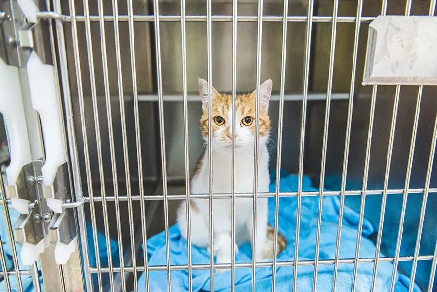 疫情结束后 我要带我的猫狗去绝育 腾讯新闻