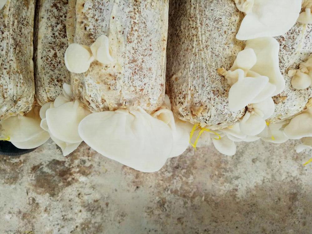 专家们在其中发现了一种变异的菌体,那便是白玉木耳的前身,白毛木耳