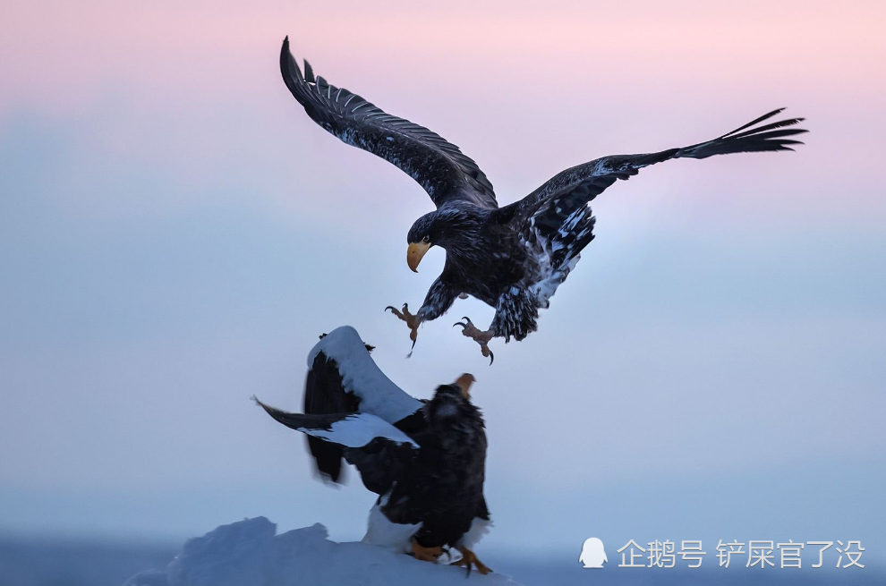 老鹰的天敌竟然是它?遇到后根本没有机会逃,网友:一物降一物