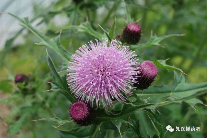 《药》与你说—大蓟