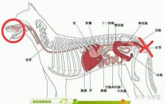 宠物犬检测到病毒先别急