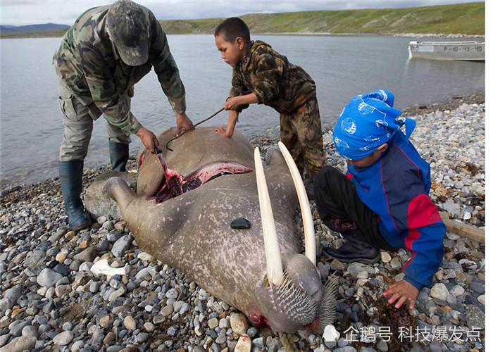 地表最强生物水熊虫能在脱水下生存却成为全球变暖的受害者