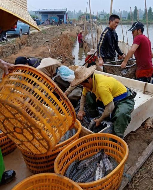 南海九江生鱼养殖 南海九江生鱼养殖基地在哪