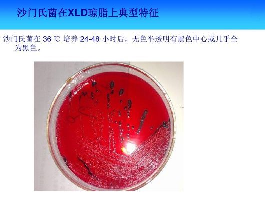 常见微生物菌落形态特征