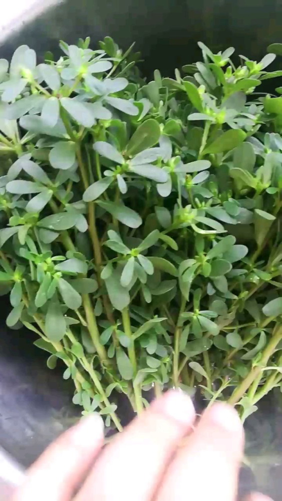 "4种"马齿苋,能吃也能爆花,做成盆景更美