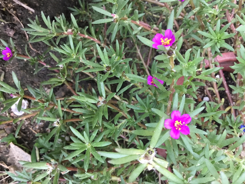 其實總結起來,馬齒莧科的植物都有一些共同的特點,就是