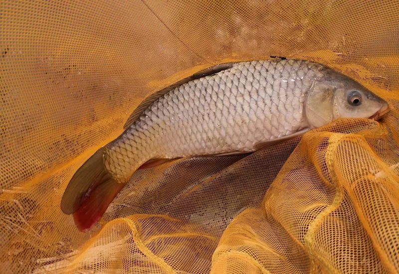 用龙王恨新三样钓大鲤