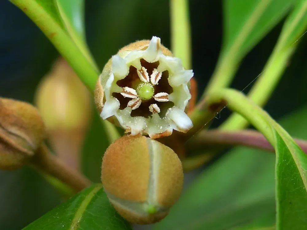 口香糖的前身是橡胶,不如学曹操洋气嚼植物口香糖