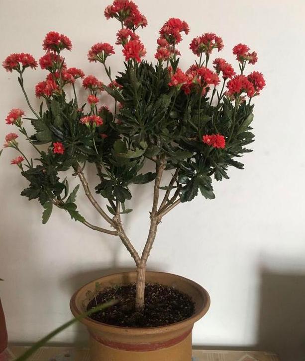 如何养护长寿花盆栽能开花多将枝干剪一剪老桩照样多开花