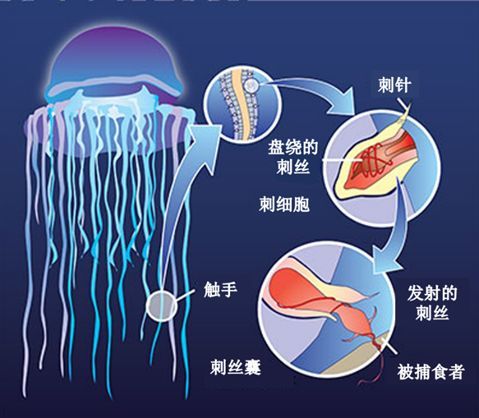 不接触也会被水母蜇到被水母蛰伤了怎么办