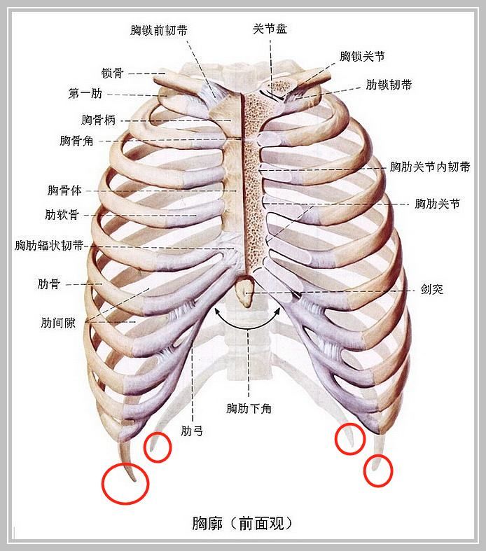 腰肋三角区位置示意图图片