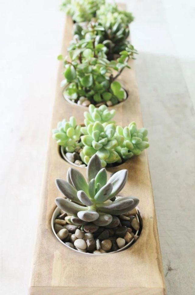 在室内养护盆栽多肉植物需要注意的几个技巧 新手基础篇 多肉 盆栽 病虫害