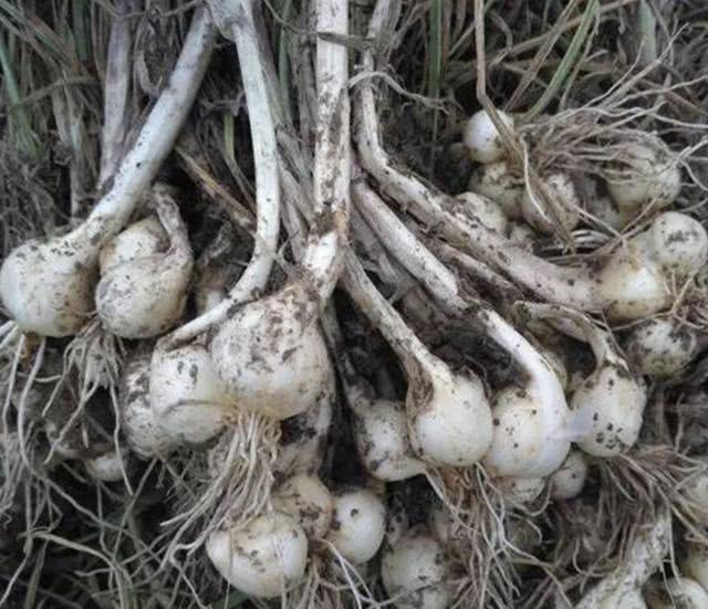 北方人想吃还不一定能买到|小根蒜|野草|香椿|藕带|茅香|鳞茎|马刺蓟