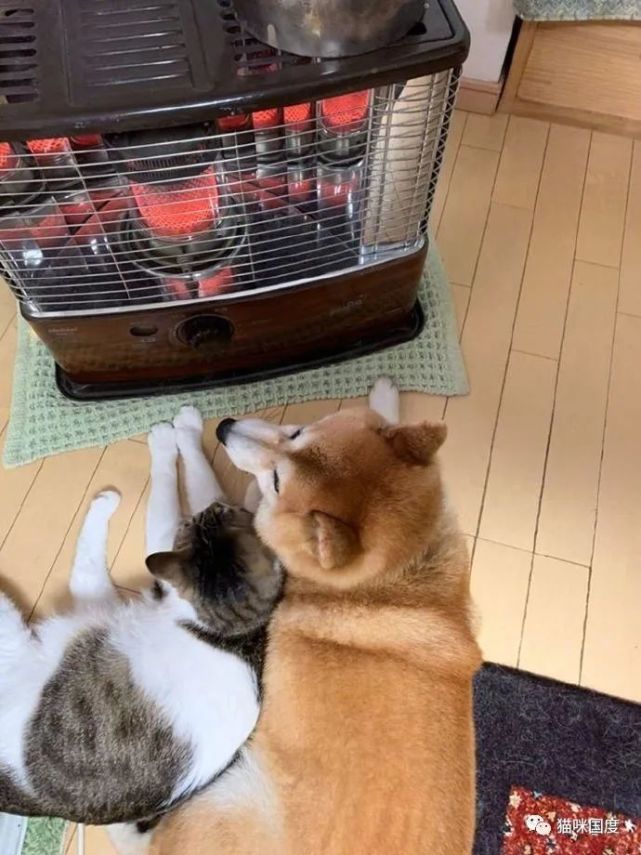 天气冷,猫咪和狗狗躺在一起烤火炉,太友爱了