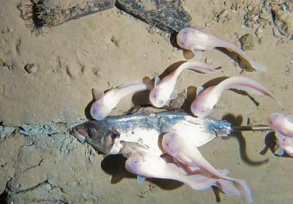 马里亚纳海沟海底发现的狮子鱼