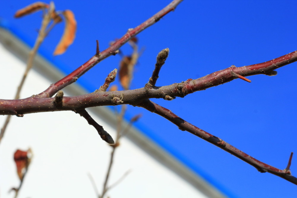 种植果树生长重要还是结果重要它们的关系大吗一起来看看
