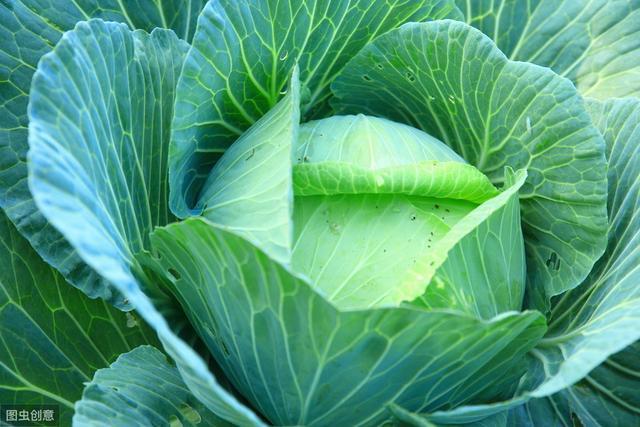 很常见的一种绿叶蔬菜,明年地里种几亩,产量大,单价高