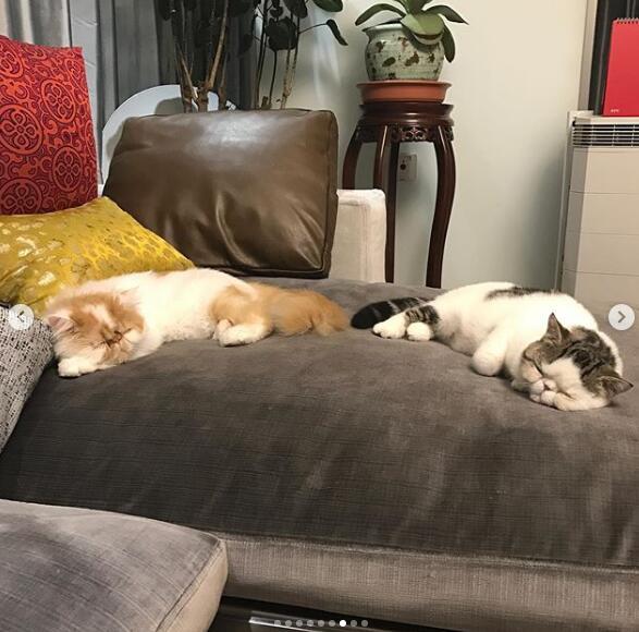 鹿晗还晒出了两只胖猫躺在自己灰色沙发上睡觉的照片,它们看起来过得