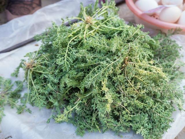 农民见了连根拔被称为早春第一野菜3月份最嫩别错过