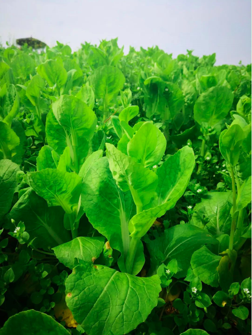 绿色蔬果,安全生产(工作人员已按规进行健康检查,确保健康状态后才