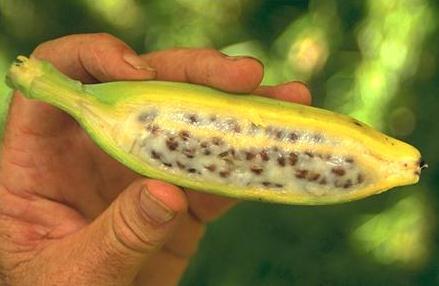 实际上,我们日常食用的香蕉是人工培育的三倍体香蕉,是没有种子的,种