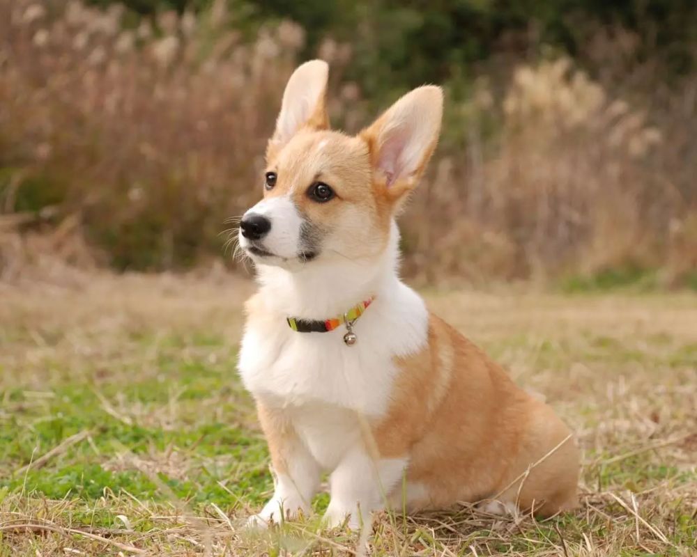 除了秋田和柴犬 这些犬种竟也是日本 原产犬 腾讯新闻