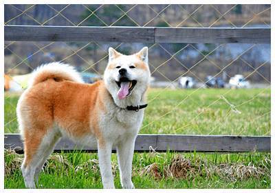 除了秋田和柴犬 这些犬种竟也是日本 原产犬 腾讯新闻