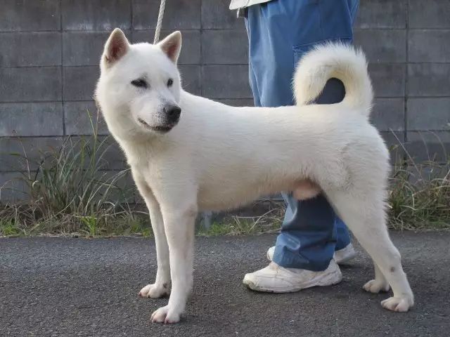 除了秋田和柴犬 这些犬种竟也是日本 原产犬 腾讯新闻