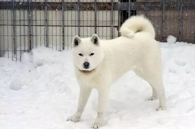 除了秋田和柴犬 这些犬种竟也是日本 原产犬 腾讯新闻