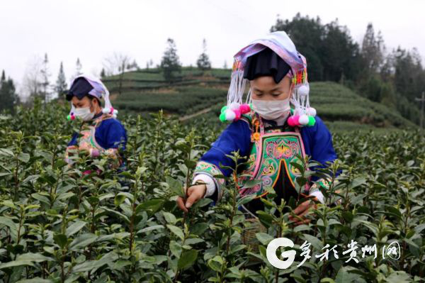 "六枝特区月亮河乡的村民郭显英高兴地说.
