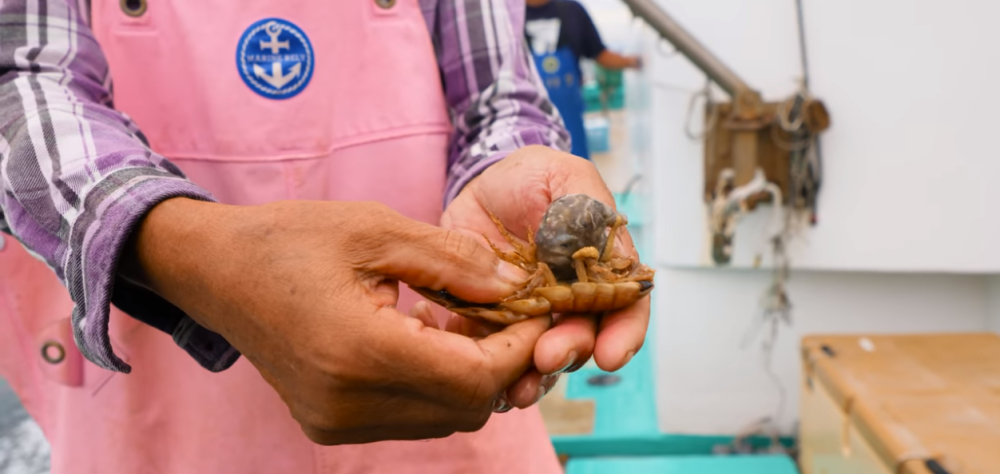 贝尔都不敢吃的食物之日本静冈海蟑螂