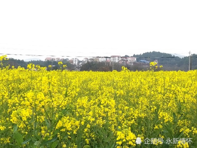 江西永新縣在中鄉油菜花開美如畫