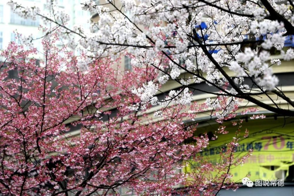 2020春天的色彩常德高山街的樱花开了