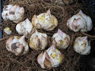 这 2 种处理方法都可以有效打破休眠,小鳞茎发芽率均可以≥98%.