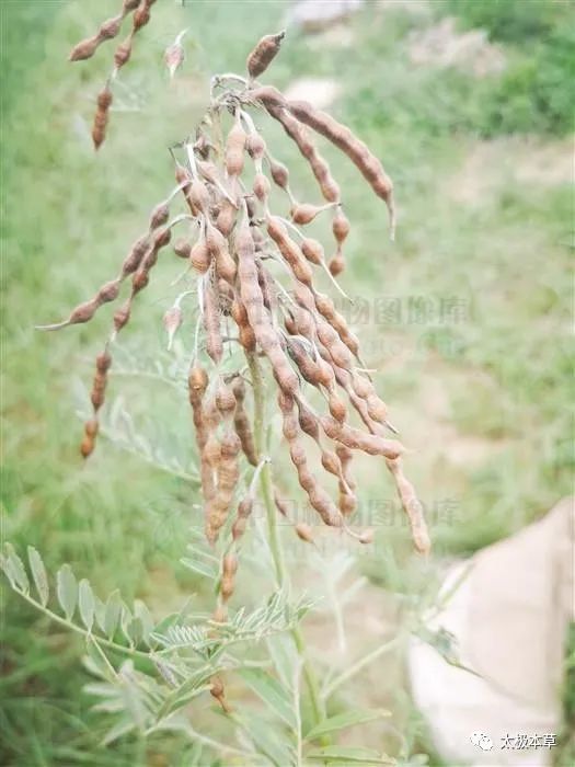 苦豆子见过吗外用治湿疹顽癣