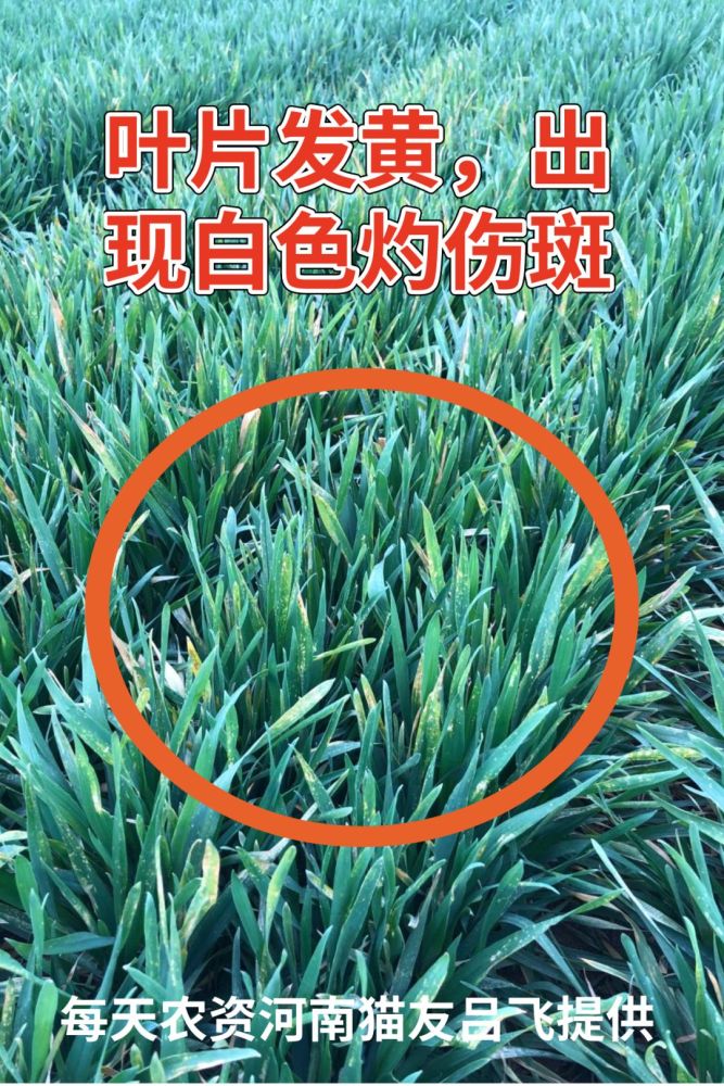 这是因为唑草酮的施药适宜温度,在13度~22度左右,当温度超过25度,就很