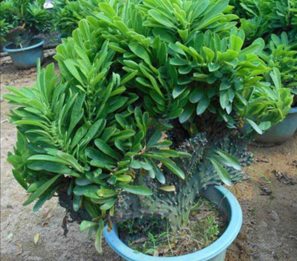 麒麟掌盆栽一般不需要给它做修剪,但在生长过程中,也经常会从株体上萌