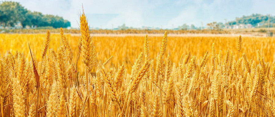 浇水|麦子浇灌要多少用水量？不要再做错了，水分没控制一切都白搭！