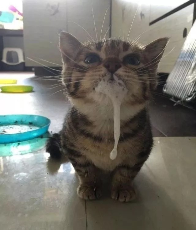 "我家猫上蹿下跳后口吐白沫,5分钟后,猫咪死掉了"_腾讯新闻