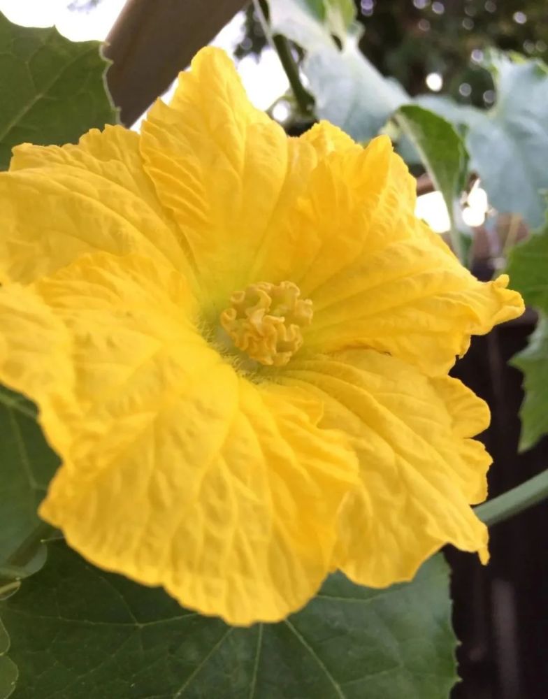 丝瓜络好处多多,在院子,露台上就能种,可用来洗碗抹桌子